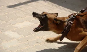 Hàn Quốc ra 'hạn cuối' cấp giấy phép cho người muốn nuôi chó dữ